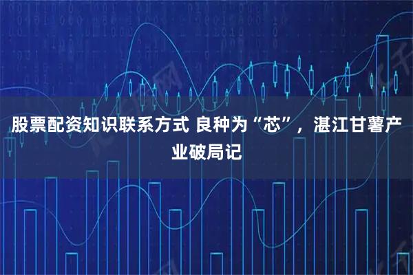 股票配资知识联系方式 良种为“芯”，湛江甘薯产业破局记